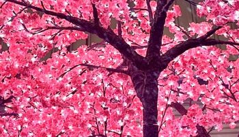 14 Ft Pink Jasmine LED Lit Tree - Looking upwards