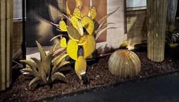 Cactus Variety-Agave, Prickly Pear, Golden Barrel Cactus Props