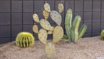 Tall Prickly Pear Cactus Prop Decor