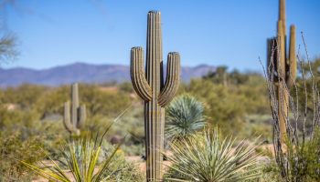 Saguaro Cactus Prop Decor