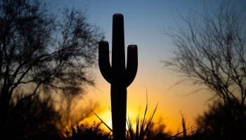 Sunset on a Saguaro Cactus Prop Rental