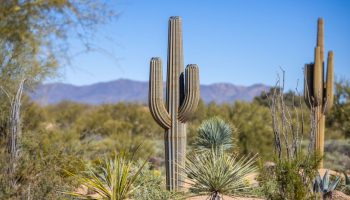 Saguaro Cactus Prop in the Desert